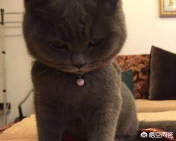 英短蓝猫特别小图片:打算入手一只英国短毛猫大概多少钱？