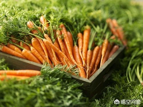 约克夏狗吃什么好:约克夏狗狗好养吗？适合家庭里饲养吗？