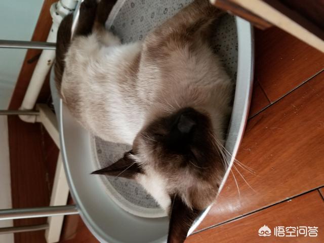 宠物除味剂信息:猫窝用什么消毒水去味？猫窝用消毒水能去味吗？ 宠物除味剂有用吗