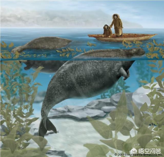 史德拉海牛灭绝在哪:有哪些是因为人类的捕杀食用而灭绝的动物？你有什么想法？