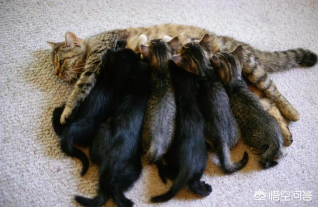 甜蜜猫猫01话:猫咪爱你，你觉得会有什么表现？