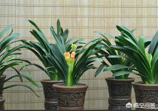 长春君子兰网站:长春君子兰和鞍山君子兰有啥区别？分别有啥优点？