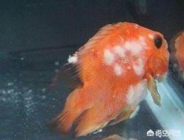 水族疾病:观赏鱼患上水霉病的原因在哪，该如何避免？