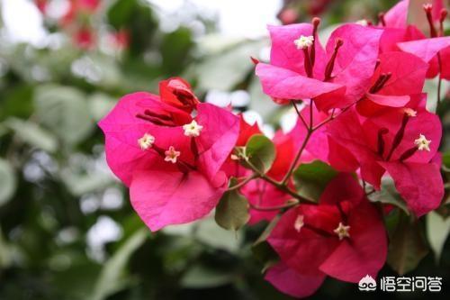 3种花是大忌千万不能养,三角梅养了两年，一直都不开花是什么原因？