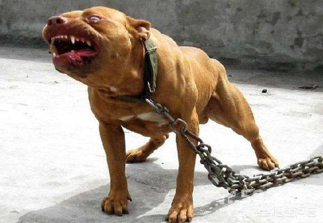 什么狗能咬死藏獒照片:数十万的藏獒沦为流浪狗，究竟怎么了？