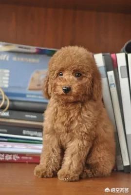 泰迪狗狗图片:泰迪小狗怎么养啊？（刚刚买个2个月的）急～？