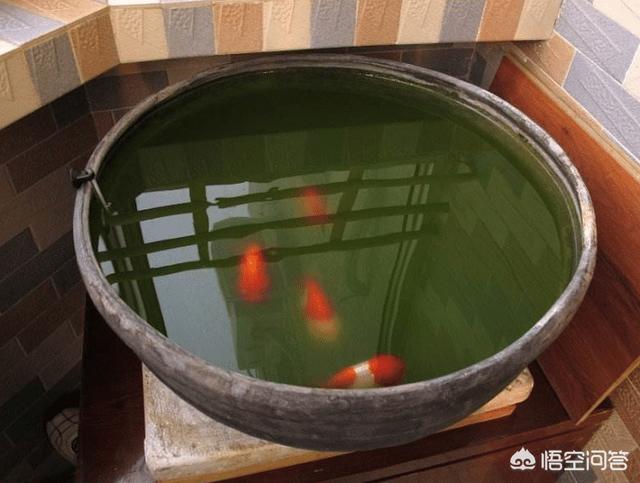 生态鱼缸如何养鱼:鱼缸的水怎么能不绿？鱼缸怎么养水？