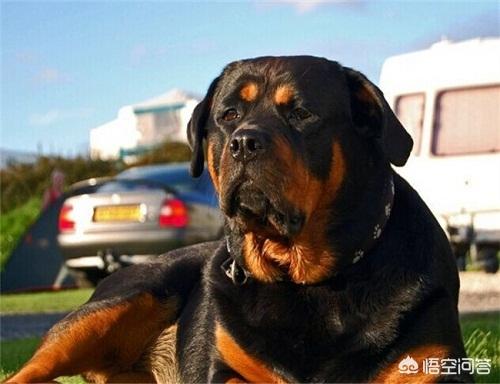 英牛犬吃什么长得快:请问小狗吃什么长的快，要经济实惠还有省钱的？ 喂什么对英牛幼犬的毛色好