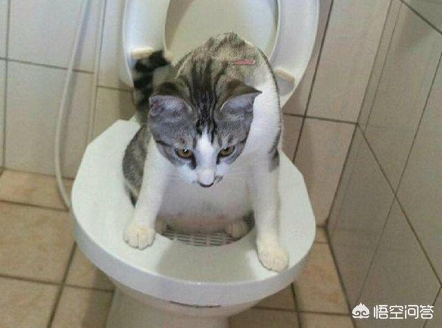 猫砂盆有放厨房的吗:猫砂盆放房间里会不会臭，猫砂放房间怎么祛味？