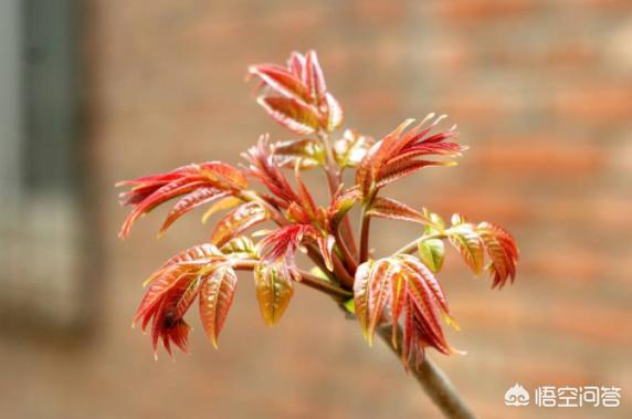 麻酱素什锦是哪里菜(有哪些素菜适合用芝麻酱拌着吃？