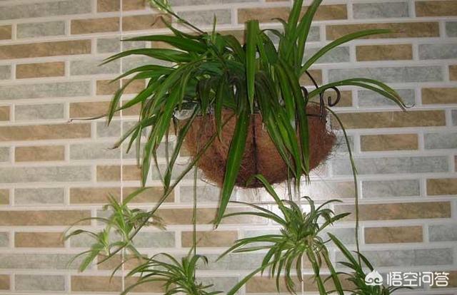 铁线蕨图片大全大图:家里从没养过植物，想入手一种，有推荐的吗？