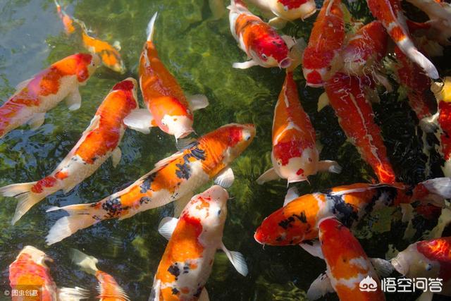 锦鲤鱼苗吃什么饲料:2公分锦鲤鱼苗一天喂几次，喂的干的丰年虾卵？