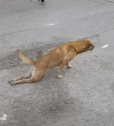 犬饲先生养狗记优酷:养狗之后，你觉得什么人最讨厌？ 电影犬饲先生养狗记免费在线观看