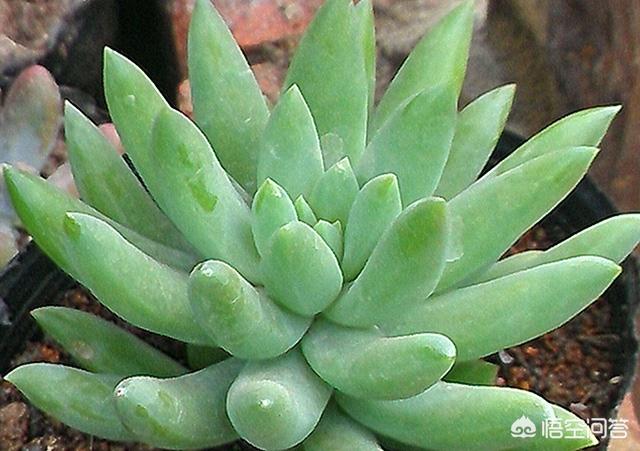 千佛手:像是佛祖无数的手，多肉千佛手如何养殖？