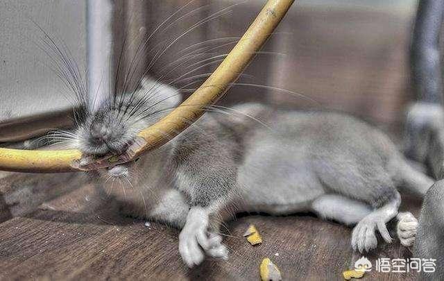 甘肃 猫坚强:为何军舰上要养一只“舰猫”？