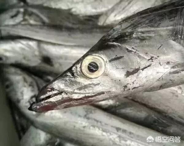 中国有什么好吃的海鱼，国产带鱼什么海哪个品种的好吃？