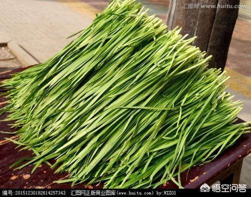 印度壮阳草，韭菜为什么会被老农叫做“懒人菜”，有些地方怎么又叫“壮阳草”