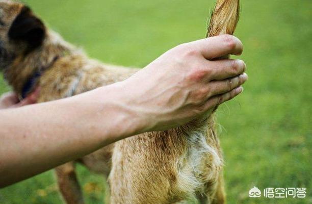 头条问答 狗狗哪些部位不能打 45个回答
