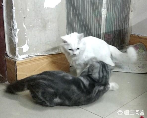 三个月猫不认主人乱咬乱抓:橘猫老是爱咬手，怎么改善？还是等大点就好了？