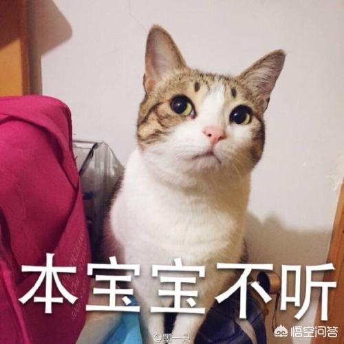 微信可爱表情包:什么样的微信表情受欢迎？