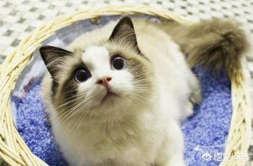 布偶猫图片:布偶猫要怎么补充营养，布偶猫补充营养要吃什么？