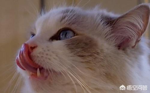 布偶猫图片:布偶猫要怎么补充营养，布偶猫补充营养要吃什么？