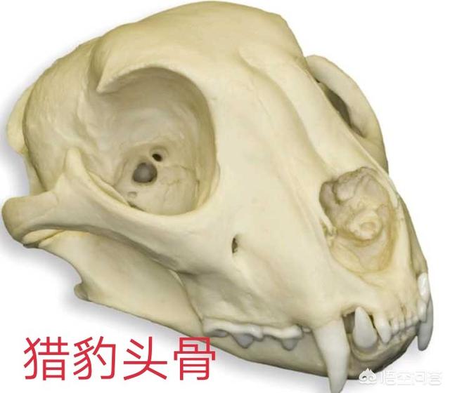 猎豹犬:几只猎豹能战胜一只虎，一个人能不能打败猎豹？