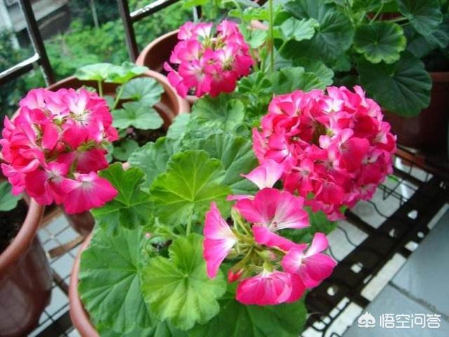 洋绣球天竺葵图片:家庭种植天竺葵每年春天买，夏季挂，怎么养殖好天竺葵呢？