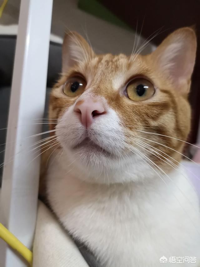 猫传染性腹膜炎试纸:我家猫猫因为猫传腹做了安乐死，多久可以再次养猫？