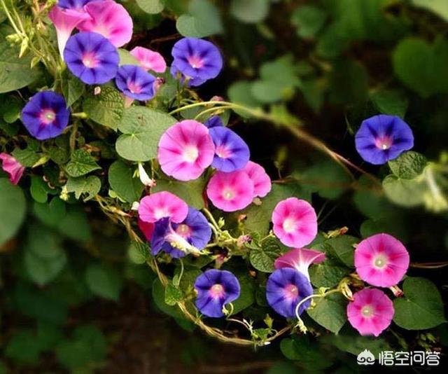 小碎花草本植物大全:有哪些看起来很普通，开花后却很惊艳的植物？