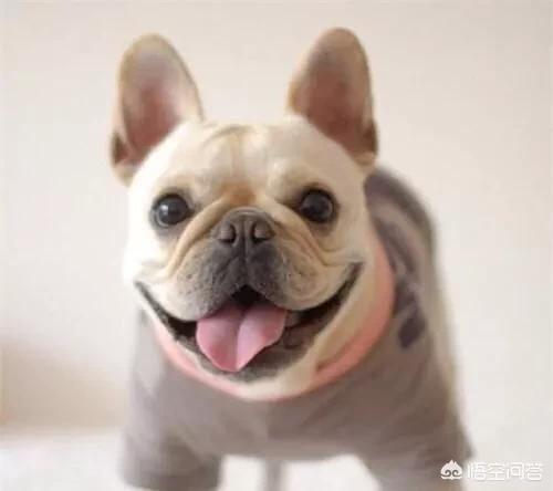 长的最丑的狗狗图片:为什么长相丑萌的法斗这么受欢迎？