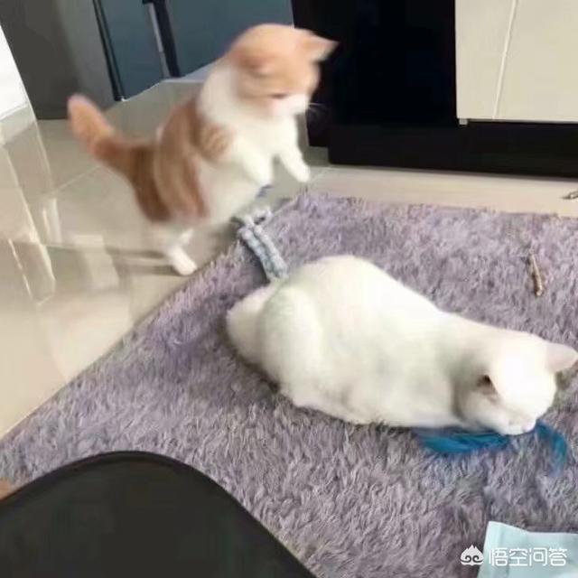 369宠物网图片:宠物消费激增，年轻人如何排解孤独？