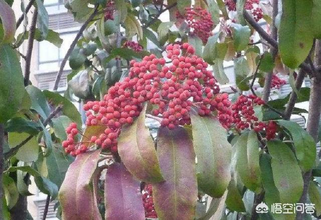 石楠花的味道是什么梗:石楠花 为什么有许多学校要种植石楠花？