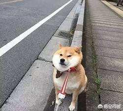 宠物牵引带:给三个月博美用牵引绳它就咬绳，怎么办？