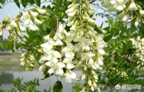 4月了,农村里还有哪些野菜可以釆挖的？