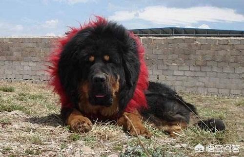 藏獒成火锅食材 网易:藏獒为什么会尿急，藏獒尿急吃什么好？