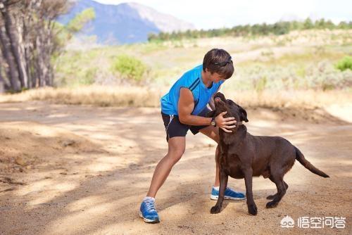 拉布拉多犬训练方法:训练拉布拉多犬的时候，要注意什么？