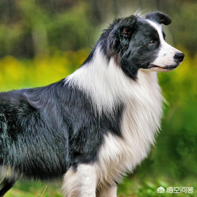贝生吉犬是种好奇心很旺盛的狗:12星座对应的狗狗是哪些？