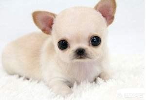 贝生吉犬是种好奇心很旺盛的狗:12星座对应的狗狗是哪些？