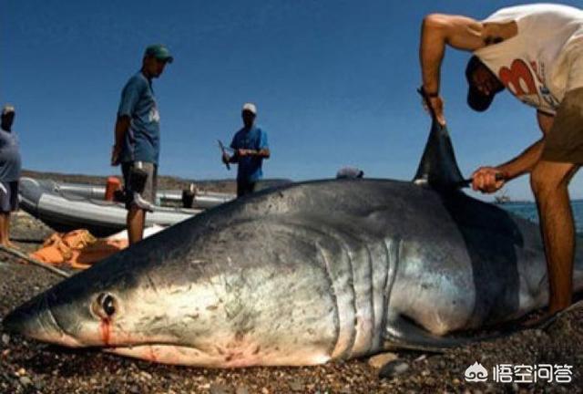 深海皱鳃鲨骨骸:鲨鱼被割了鱼翅还能活吗？