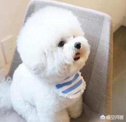 5个月比熊犬图片:比熊犬难不难饲养？有什么经验值得分享？