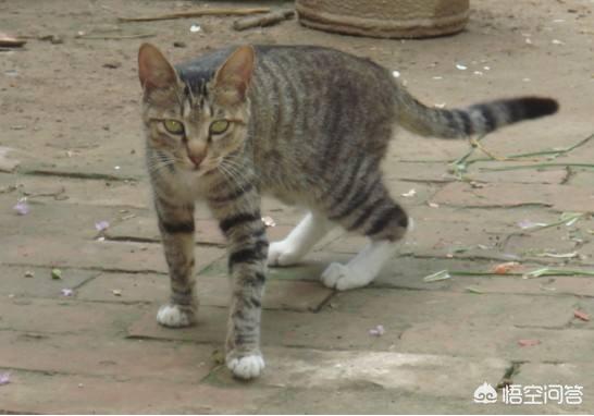 赶猫:如何在不伤害猫的前提下驱赶它？