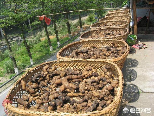 黄精能补肾吗，黄精除了药用，还有其他方面的价值吗如作为食材怎么做好吃呢