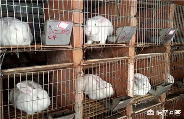 怎样让兔子快速怀孕了:为什么兔子野外繁殖能力强？ 怎样使兔子快速怀孕