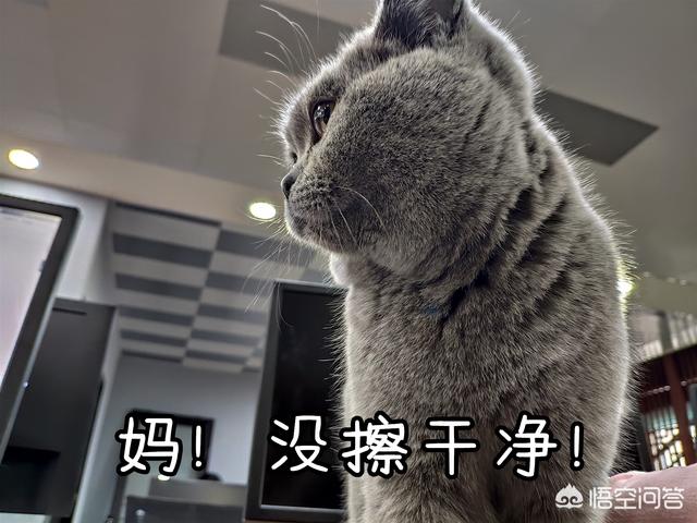 金装素力高 卡比三文鱼:猫咪吃渴望泪痕重怎么办，猫吃渴望有泪痕该怎么解决呢？