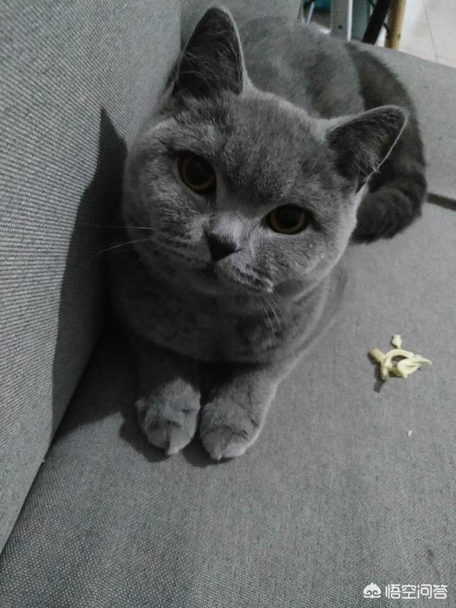 英短猫的耳螨是什么:家里的猫咪得了耳螨，用什么药好一点？