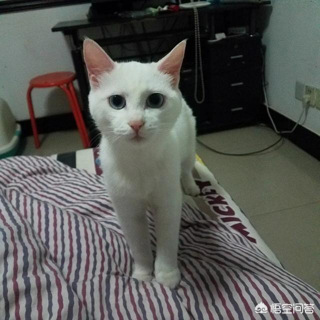 愤怒的猫咪头像:为什么猫生气会攻击主人，而狗狗却不会？