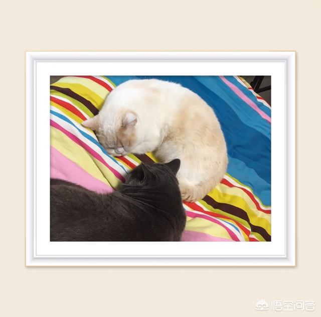 猫发情怎么办:我家猫咪发情了，老叫，能不能不做绝育让它坚持几天就过去了？