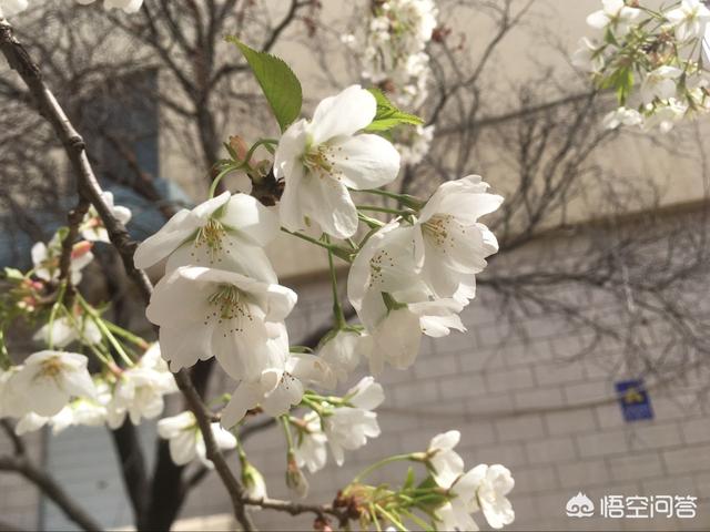 我家樱花开了三年花了,还有蜜蜂授粉不结果是怎么回事？