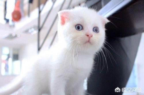 重庆 异短猫:异短感冒正常吗，异短感冒多久好？
